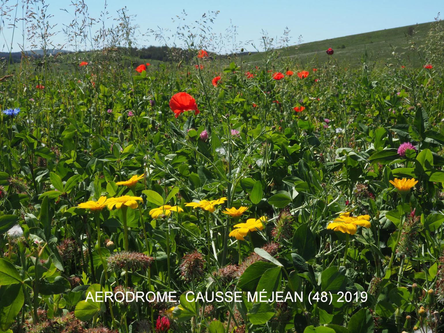 Corn marigold